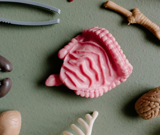 Son yıllarda yapılan bilimsel araştırmalar, bağırsak sağlığının genel vücut sağlığı üzerindeki etkilerini ortaya koydukça, “mikrobiyota” kavramı giderek daha fazla gündeme gelmeye başladı. Vücudumuzda bulunan trilyonlarca mikroorganizmanın büyük bir kısmı bağırsaklarımızda yaşar ve bu mikroskobik canlı topluluğu "bağırsak mikrobiyotası" olarak adlandırılır. Sağlıklı bir bağırsak mikrobiyotası, sindirim sistemi işlevlerinden bağışıklık sisteminin güçlenmesine, ruh halinden hormon dengesine kadar çok sayıda süreci etkiler. Bu mikroorganizmaların dengede olması, yaşam kalitesi ve hastalıklara karşı direnç açısından kritik öneme sahiptir. Konulu bir haber görseli