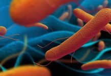 Tifo, başta gelişmekte olan ülkelerde olmak üzere dünyanın çeşitli bölgelerinde hâlâ halk sağlığını tehdit eden ciddi bir bakteriyel enfeksiyon hastalığıdır. Özellikle yetersiz hijyen, kirli içme suyu ve altyapı sorunlarının yaşandığı yerlerde yaygınlaşma riski artar. Salmonella Typhi adlı bakterinin neden olduğu bu hastalık, bulaşıcı yapısı nedeniyle salgınlara yol açabilmektedir. Tifonun kontrol altına alınması, sadece bireysel sağlık önlemleriyle değil, aynı zamanda toplumsal sağlık politikaları ve çevre koşullarının iyileştirilmesiyle mümkündür. Konulu bir haber görseli.